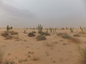 De ongerepte Sahara